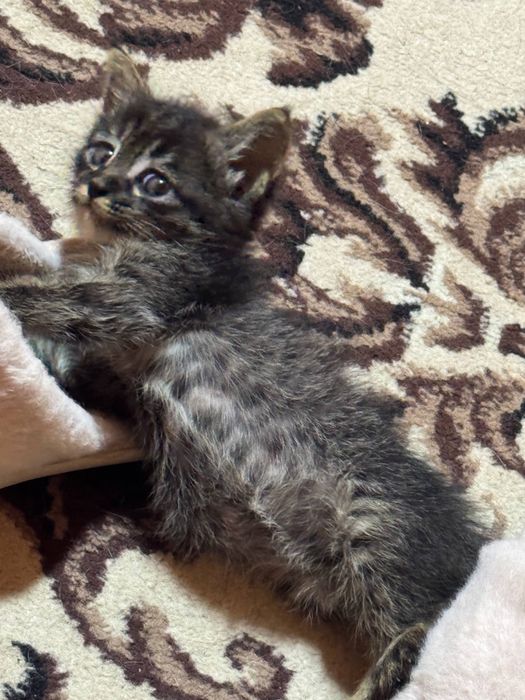 БЕСПЛАТНО отдаю котенка