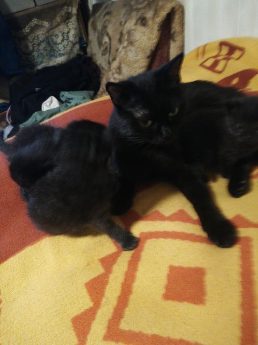 Жил да был черчый кот