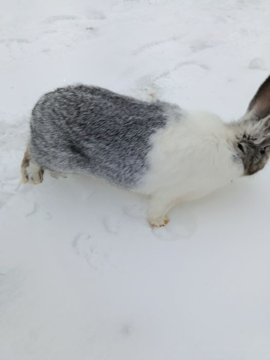 Продам кролих около года возраст