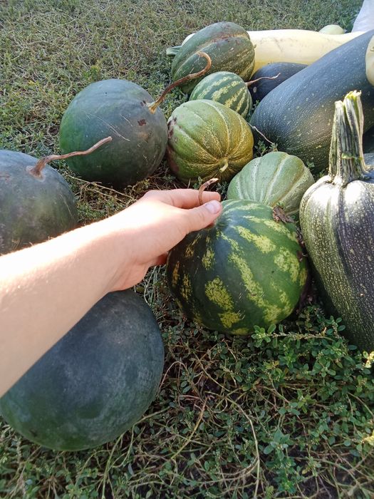 Таква домашняя большая