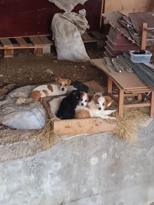 Donez căței talie mică