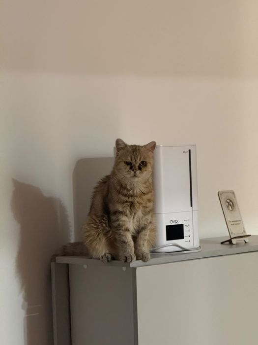 Отдам в добрые руки