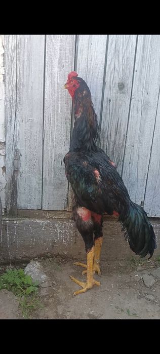 Дакан петух корпус