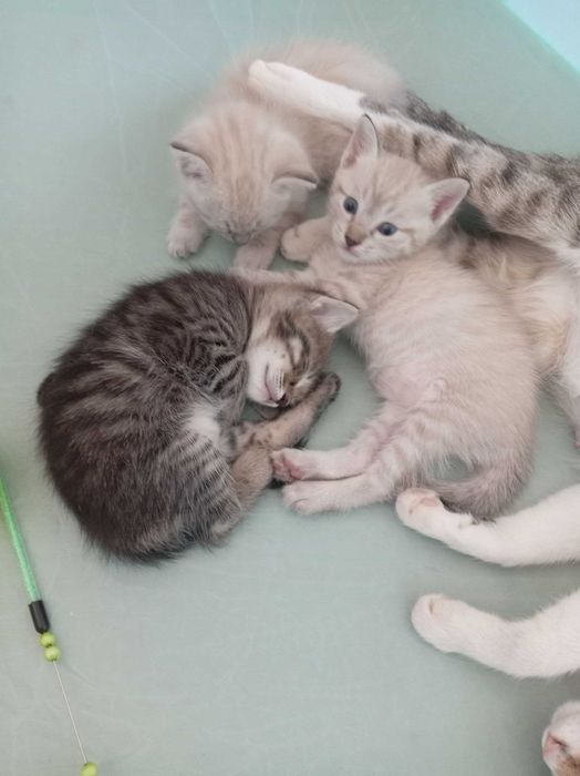 Отдам Котята бесплатно на хорошие руки