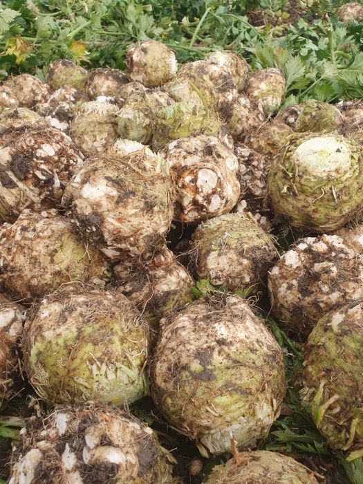 Țelină de vânzare