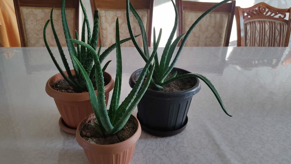 Распродажа Алоэ вера (лечебный)