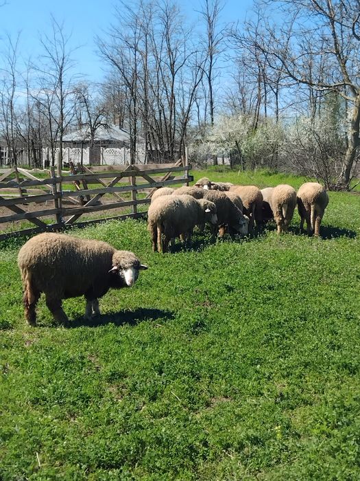 Oii de vanzare ... nr 0743283232