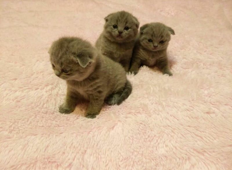 Скоттиш фолд котята