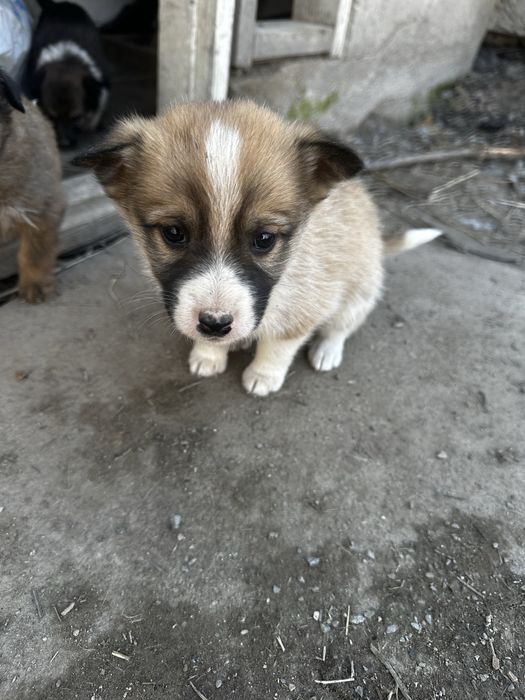 Щенки ищут свой дом