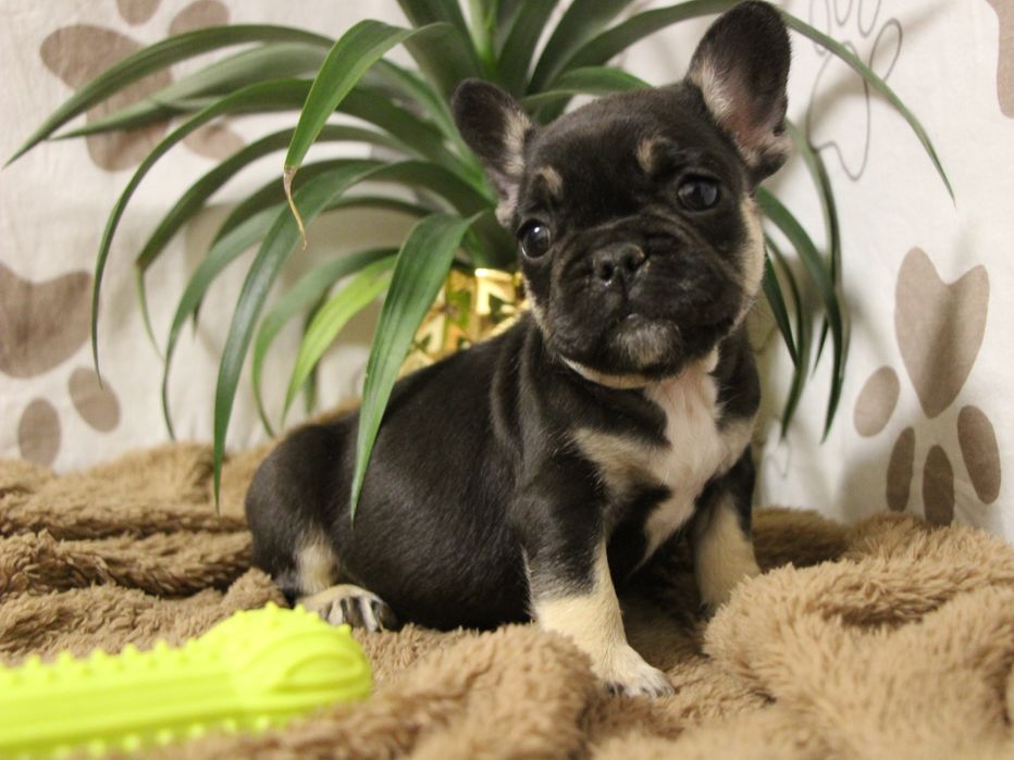 ***Френски булдочета ***