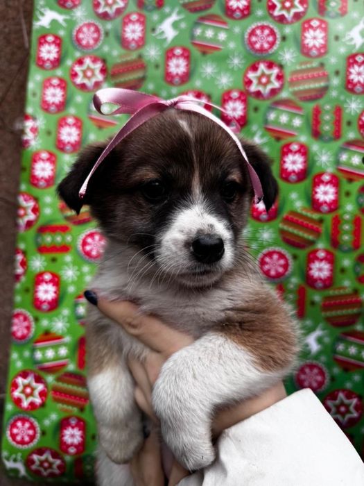 Щенки ищут свой дом