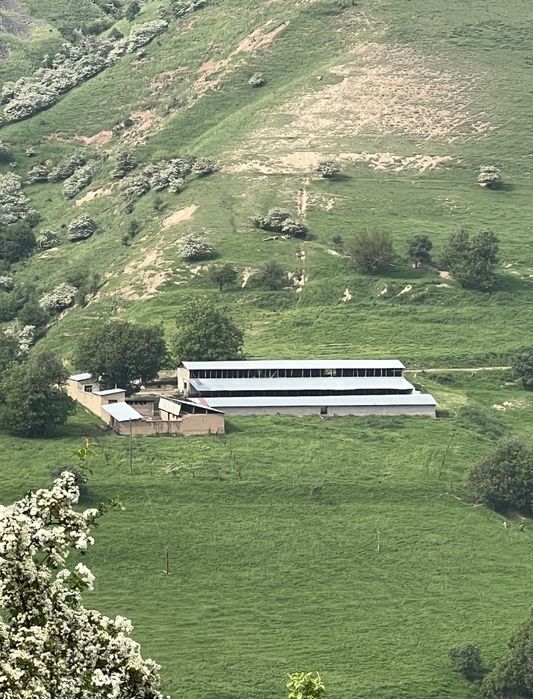 Bo'stonliq Amirsoy yonalishida Uchterakda 19.50 sotix yer sotiladi