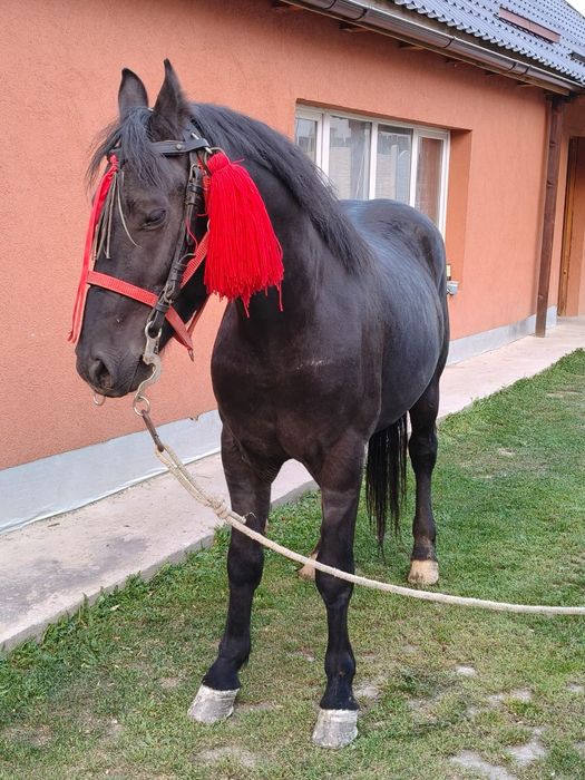 Mânz castrat de vanzare