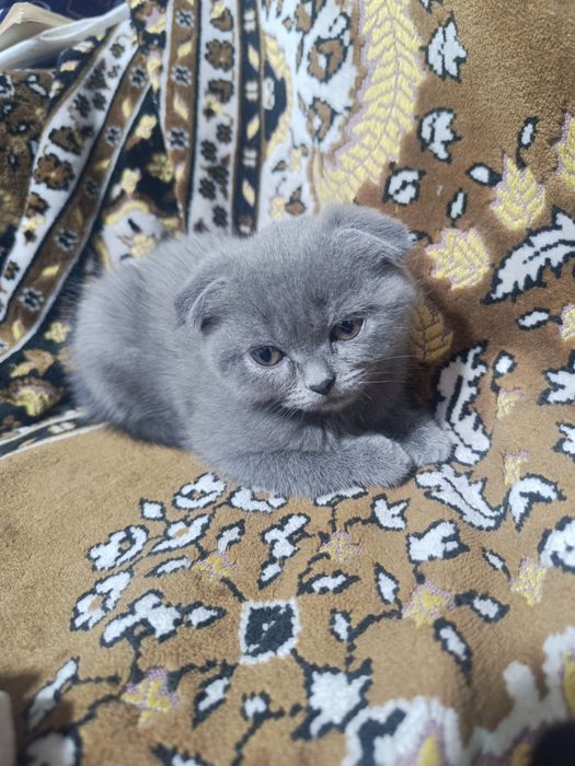 Продаются котята