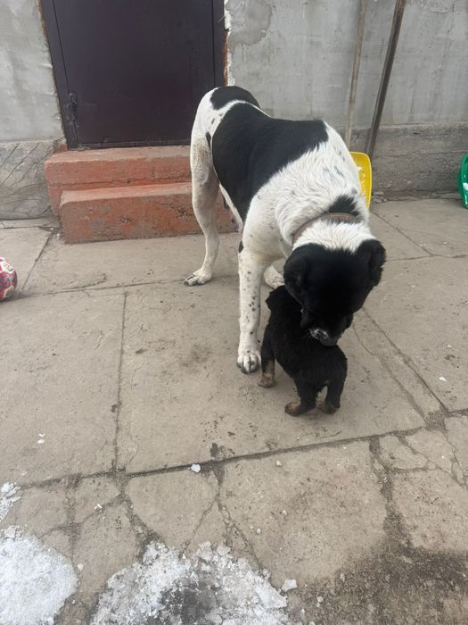 Продам щенка алабая