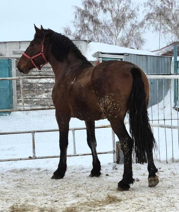 Продам жеребца мешаный