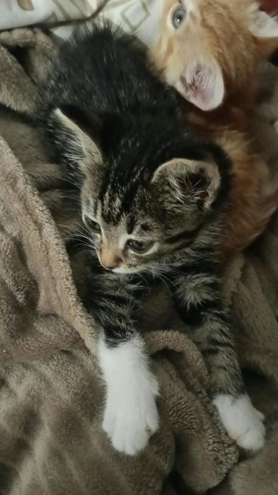 3 pisicute spre adoptie
