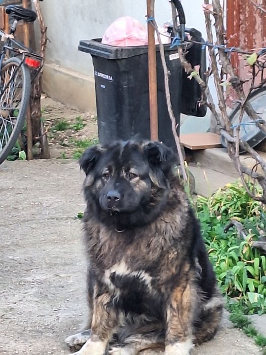 Donez catea  nu mai am timp de ea