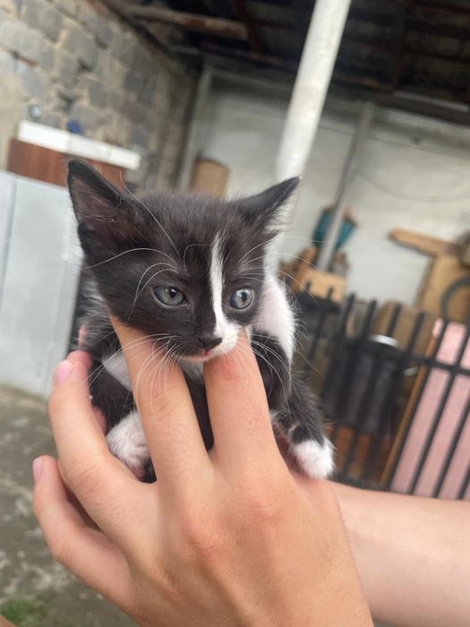 Отдам котят в хорошие руки