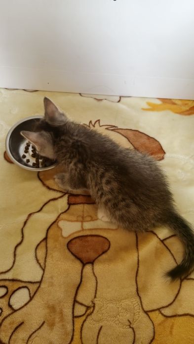 Котёнок Шымкент.