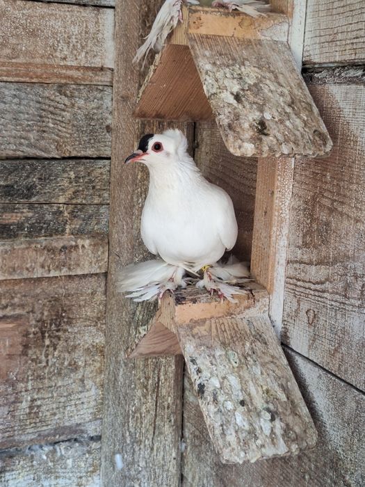 Rândunele de Saxonia 2025