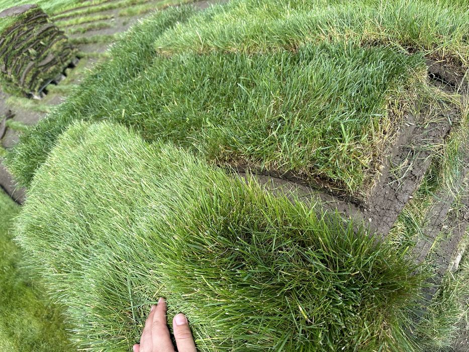 Газон рулонный