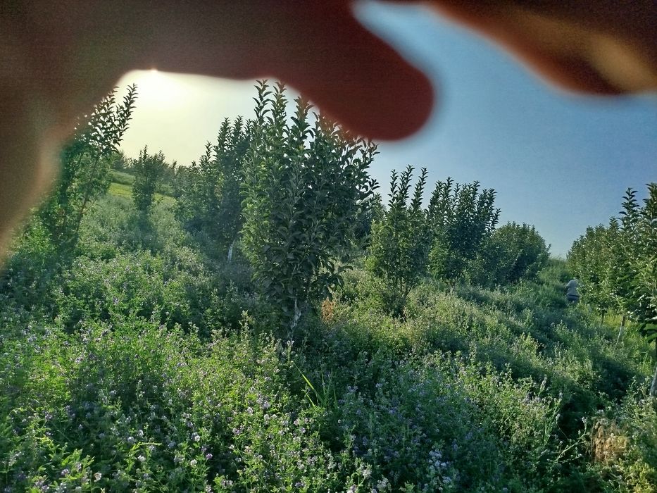 Õt sotiladi gullagan srochna