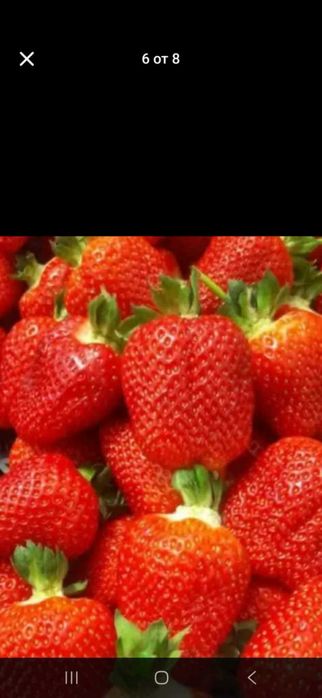 Продавамрасад ягоди и малини