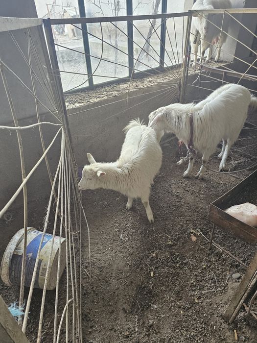 Подажа козы, эчкилар сотилади