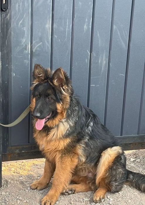 Немецкая овчарка 9 мясецов
