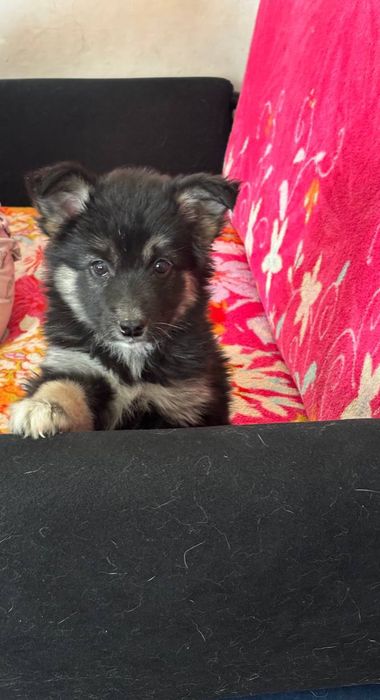 Отдам щенка.Девочка.