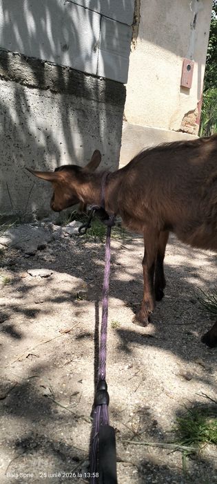 Vând iadă de 3 luni