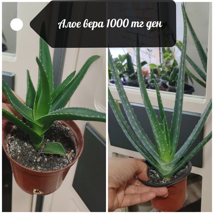 Бөлме гүлдері. Район Компоселок