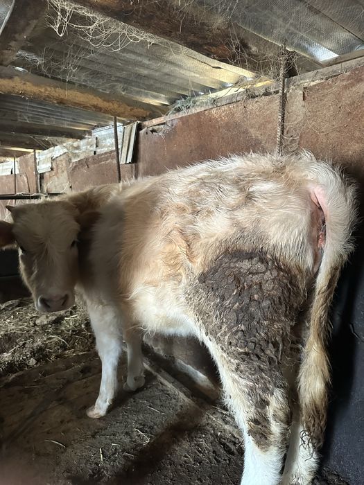 Корова Скота Быки