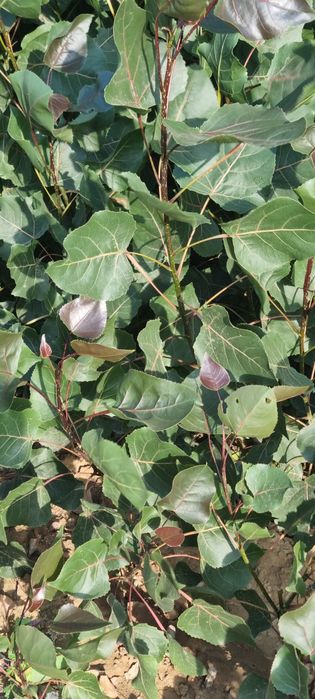 Кизил терак киримдики ( красный топол)