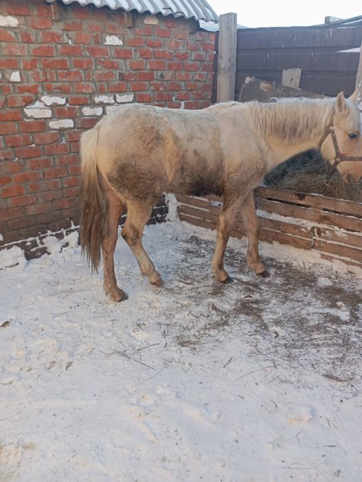 Продам жеребаик 1.8