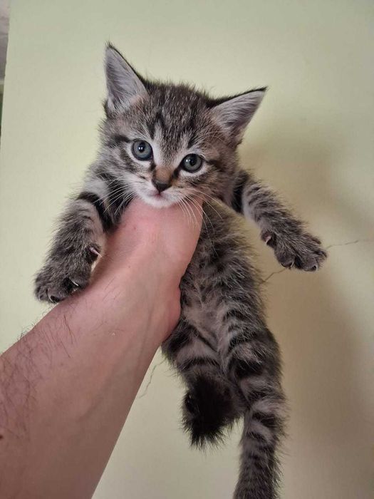 отдам котят добрым людям