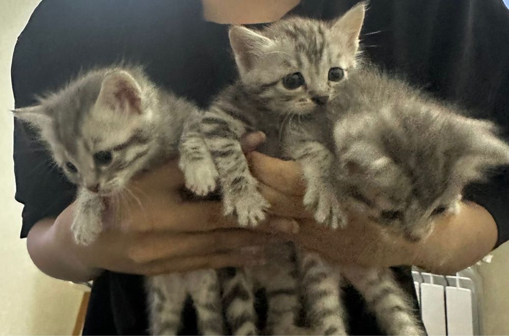 Отдадим котят в добрые руки