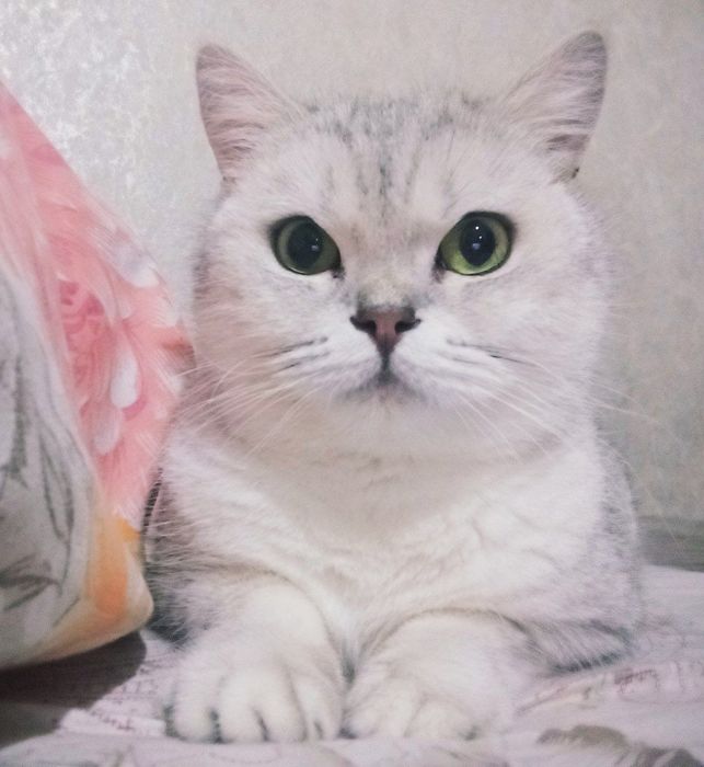 Британский Серебристый Шиншилла