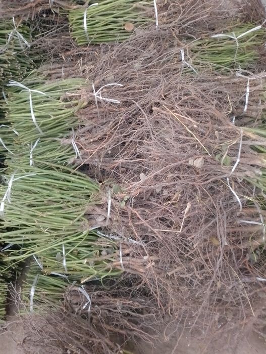 Бизда кузни Кувнатадиган асартимент штампповий  ва атиргул Кучатлари