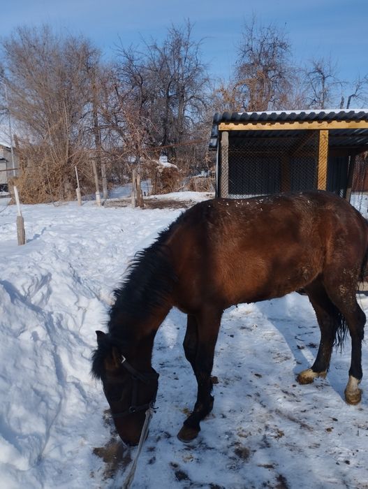 Продам лошадь жебчика