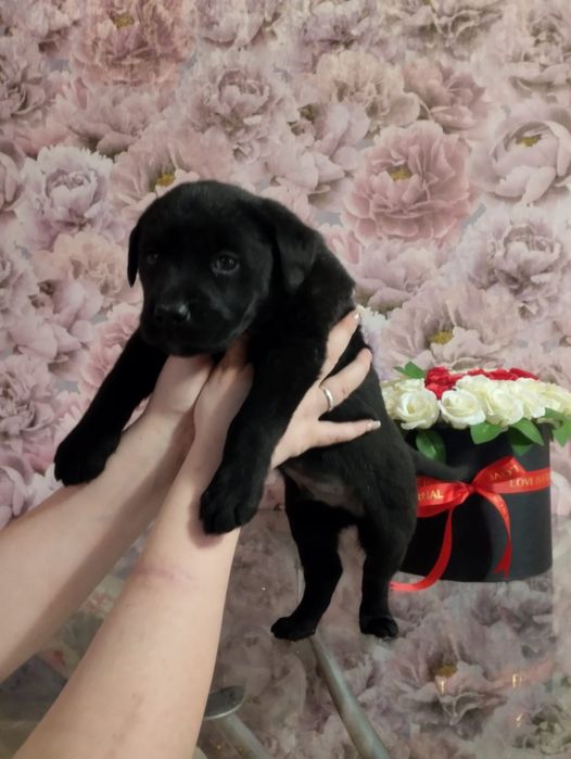 Срочная продажа щенков лабрадора