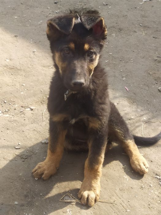 к продаже щенки овчарки