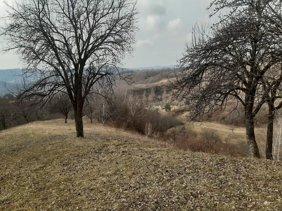 Loc pentru cabana plantatii proiecte europene tec