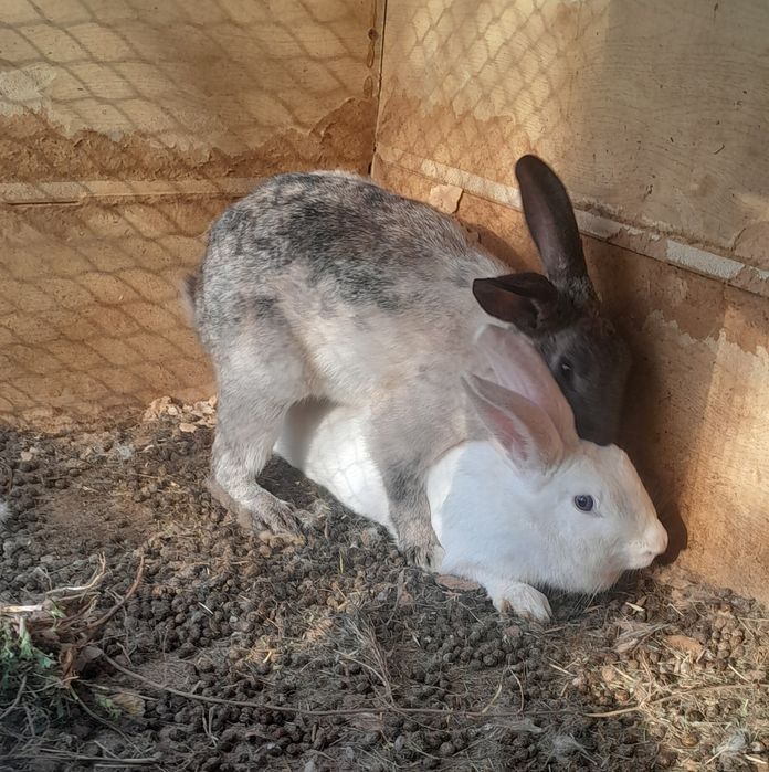 Қояндар сатылады