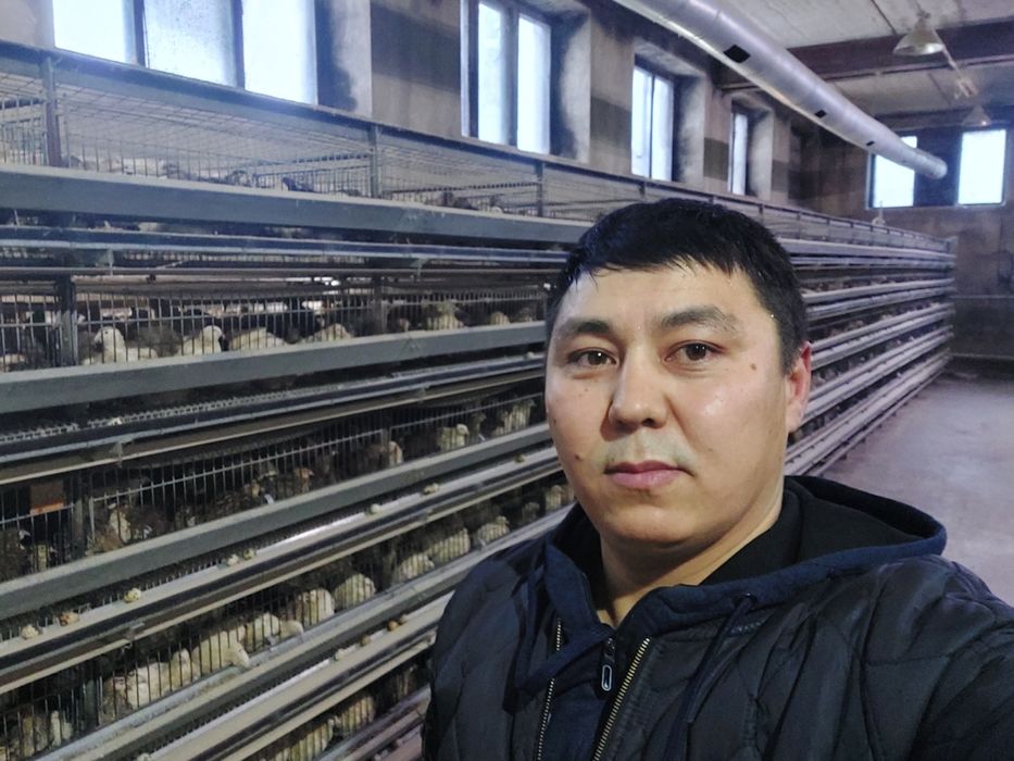 Продам перепелов