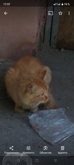 Кошка ищет дом, возможно потерялась