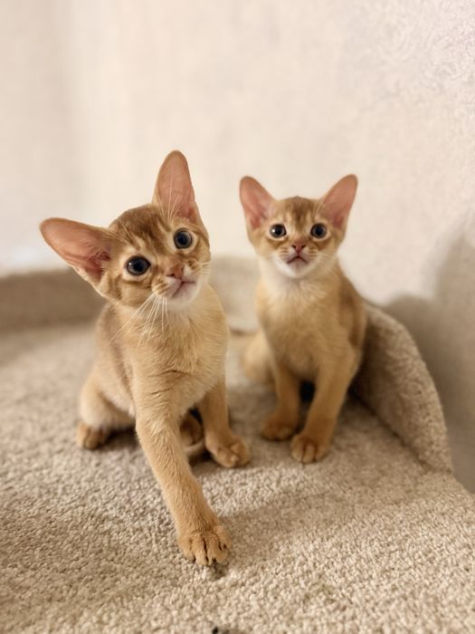 Абиссинские котята