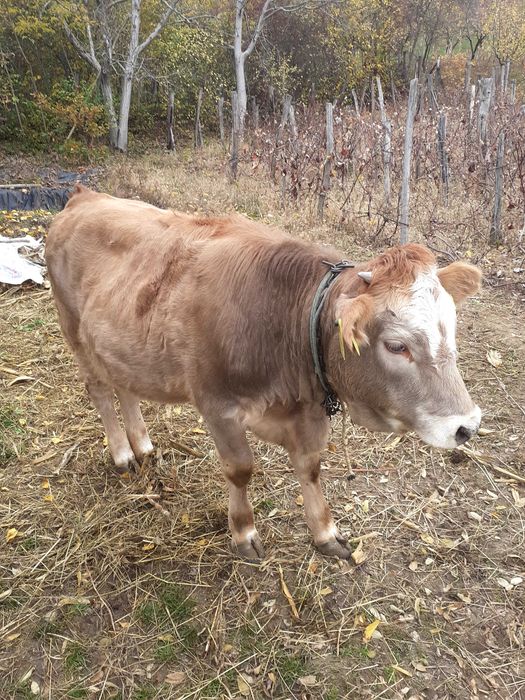 Vițea 10 luni Nicolae Balcescu