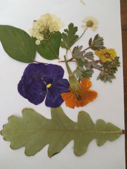 Пролам гербарии листья и цветы